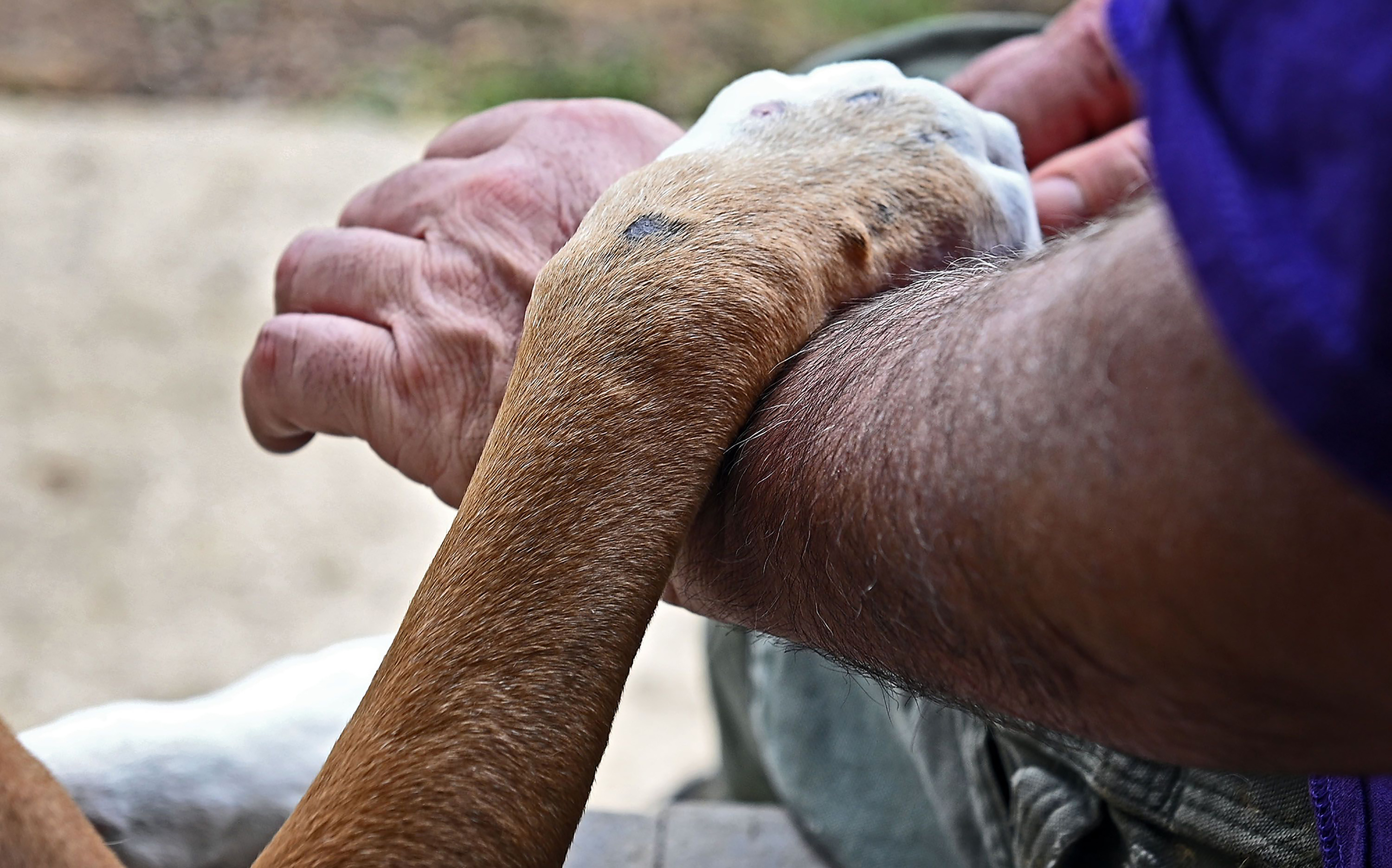 LIFE-PETS-VETERANS-2-BZ-tribunecontent