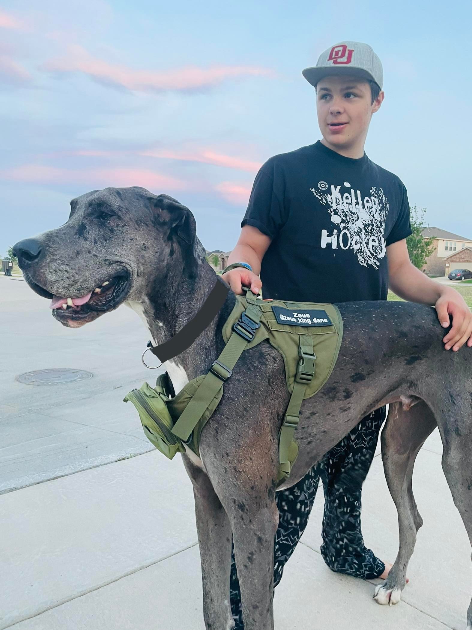 Zeus Worlds Tallest Dog Great Dane Dogs Great Dane