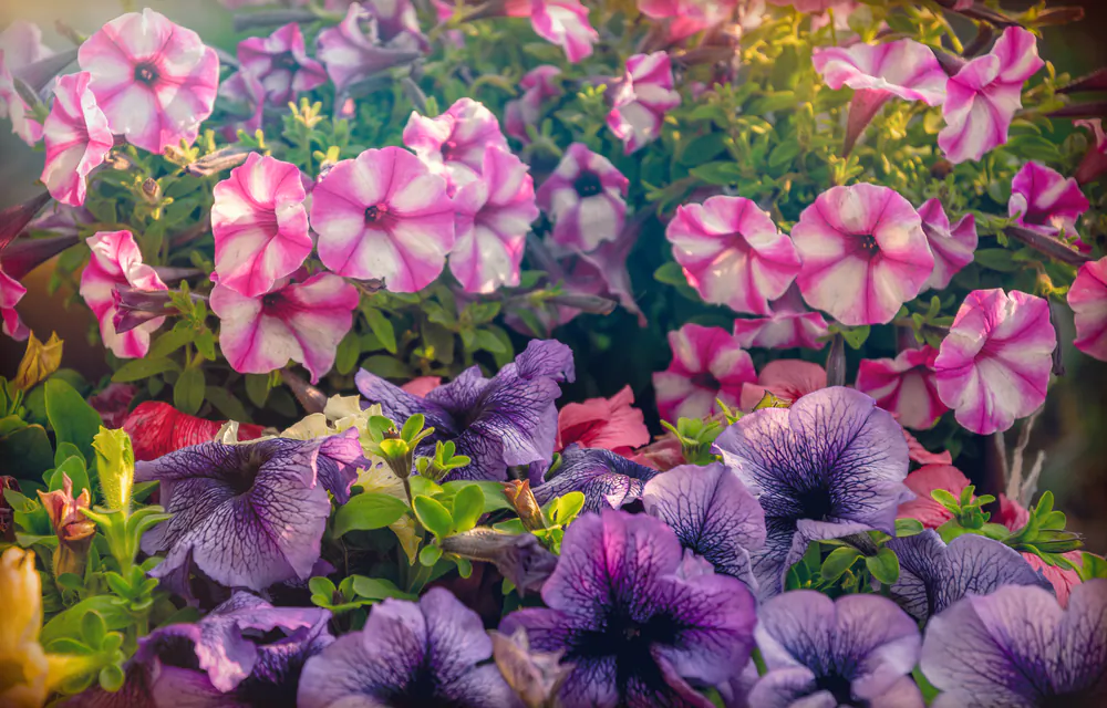 Annual or perennial is a classification of how long your plant’s lifecycle is: 1 year for annuals, 3 or more years for perennials. (ShutterStock)