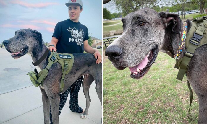 Towering Great Dane ‘Zeus’ Claims Record for ’World’s Tallest Dog ...