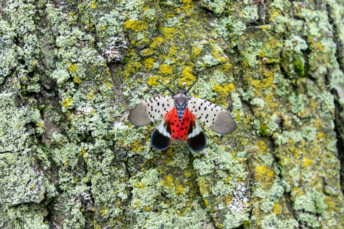 Spotted lanternfly (Lycorma delicatula), an invasive pest, holds its wings open, exposing its bright red underwings. (Eric Dale/Shutterstock)