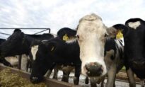 Australian Seaweed Supplement Touted to Reduce Livestock Industry Emissions Goes on Market After Years of ‘Extensive’ Research