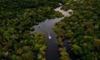 New Giant Anaconda Discovered in Amazon Rainforest