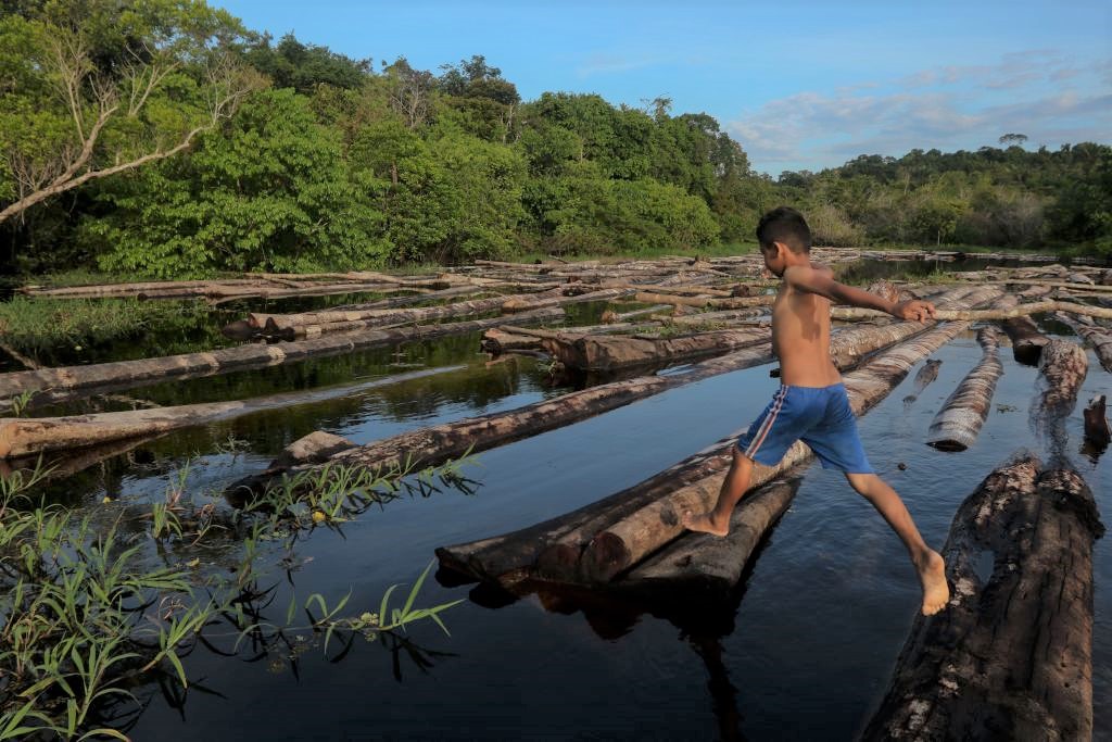 An Inconvenient Truth About the Amazon Rainforest - Vimarsana News