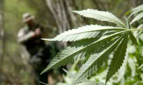 Mississippi Supreme Court Confirms Man’s Life Sentence for Marijuana Possession