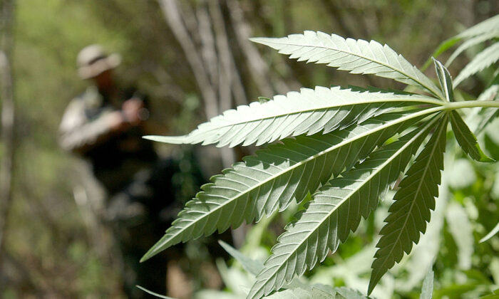 A file photo of a Campaign Against Marijuana Planting (C.A.M.P.) Special Agent approaches a pot plant during a marijuana garden raid in a remote area of Annapolis, Calif., on Sept. 4, 2002. (Justin Sullivan/Getty Images)