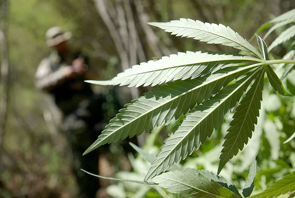 A file photo of a Campaign Against Marijuana Planting (C.A.M.P.) Special Agent approaches a pot plant during a marijuana garden raid in a remote area of Annapolis, Calif., on Sept. 4, 2002. (Justin Sullivan/Getty Images)