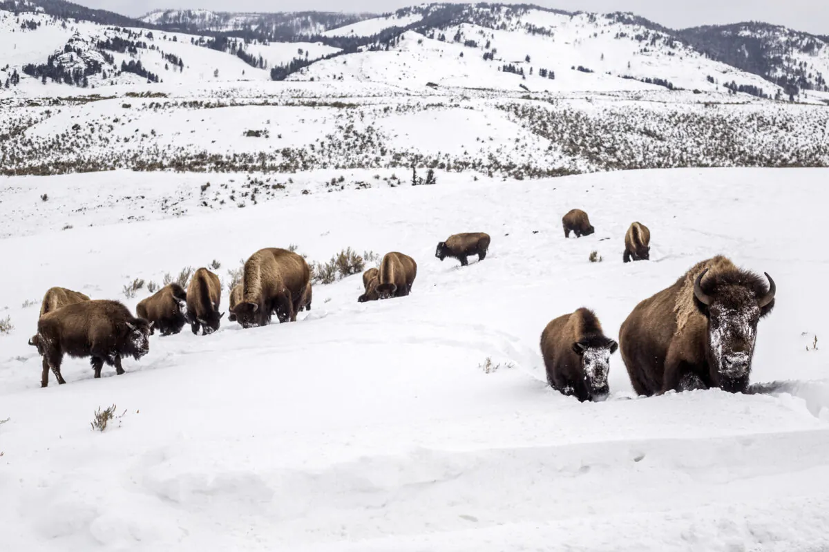 A mother bison leads her calf through deep snow toward a road in Yellowstone National Park, Wyo., on Feb. 20, 2021. (Ryan Dorgan/Jackson Hole News & Guide via AP)