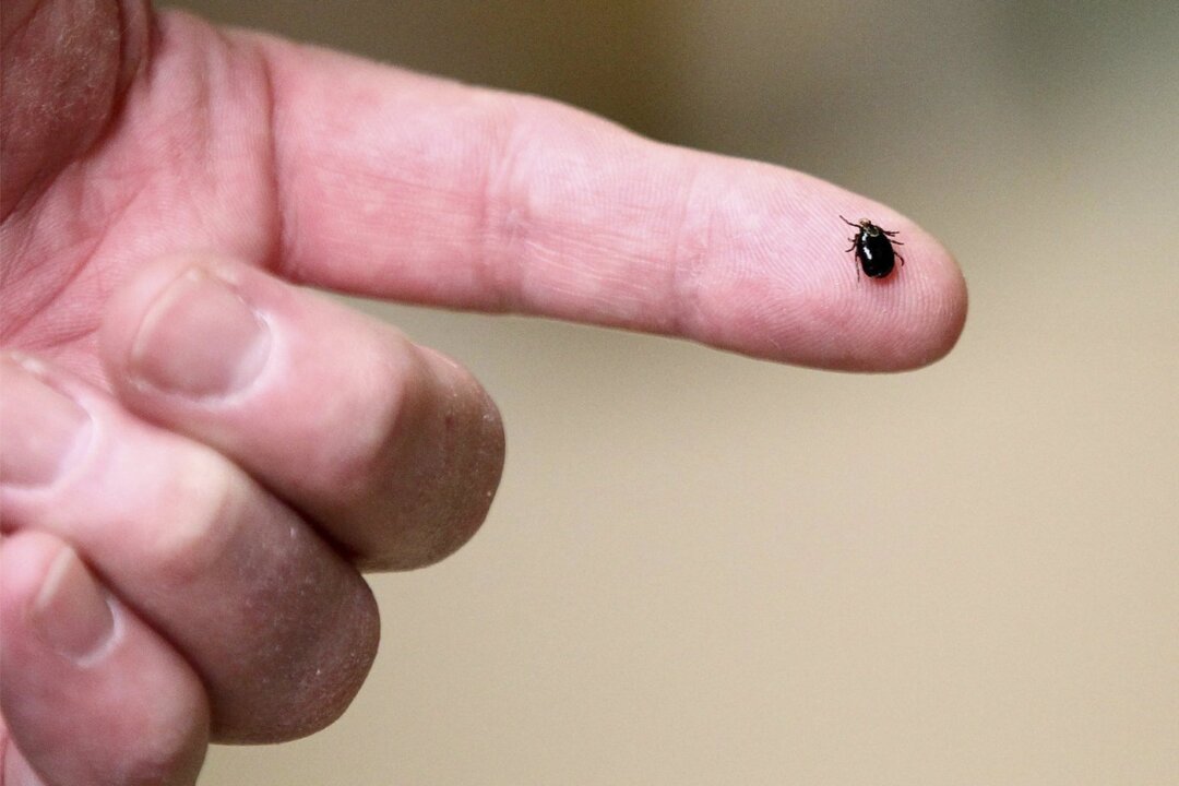 A tick is displayed in Plainville, Mass. on March 24, 2017. (The Canadian Press/Paul Connors/The Sun Chronicle/AP/
Paul Connors)