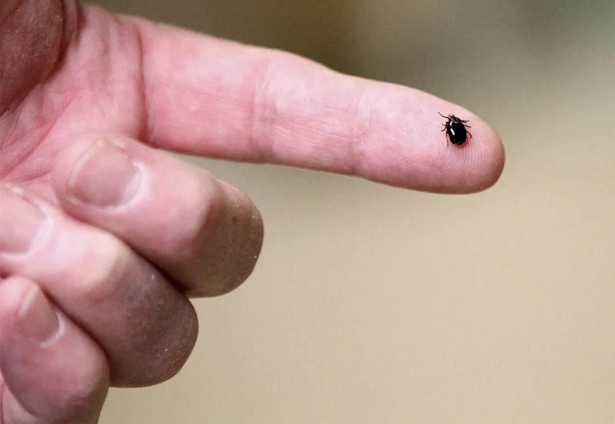 In this March 24, 2017 photo, a tick is displayed in Plainville, Mass. The prevalence of tiny crawling bugs that can carry Lyme disease is higher than ever in most of Canada this year, a leading tick researcher says, with the most ticks found in Ontario and Nova Scotia. (The Canadian Press/Paul Connors/The Sun Chronicle/AP/
Paul Connors)