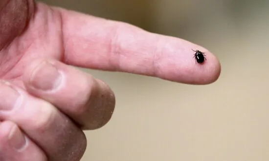 Tick-Borne Brain Disease Virus Found in 4 Areas: UKHSA