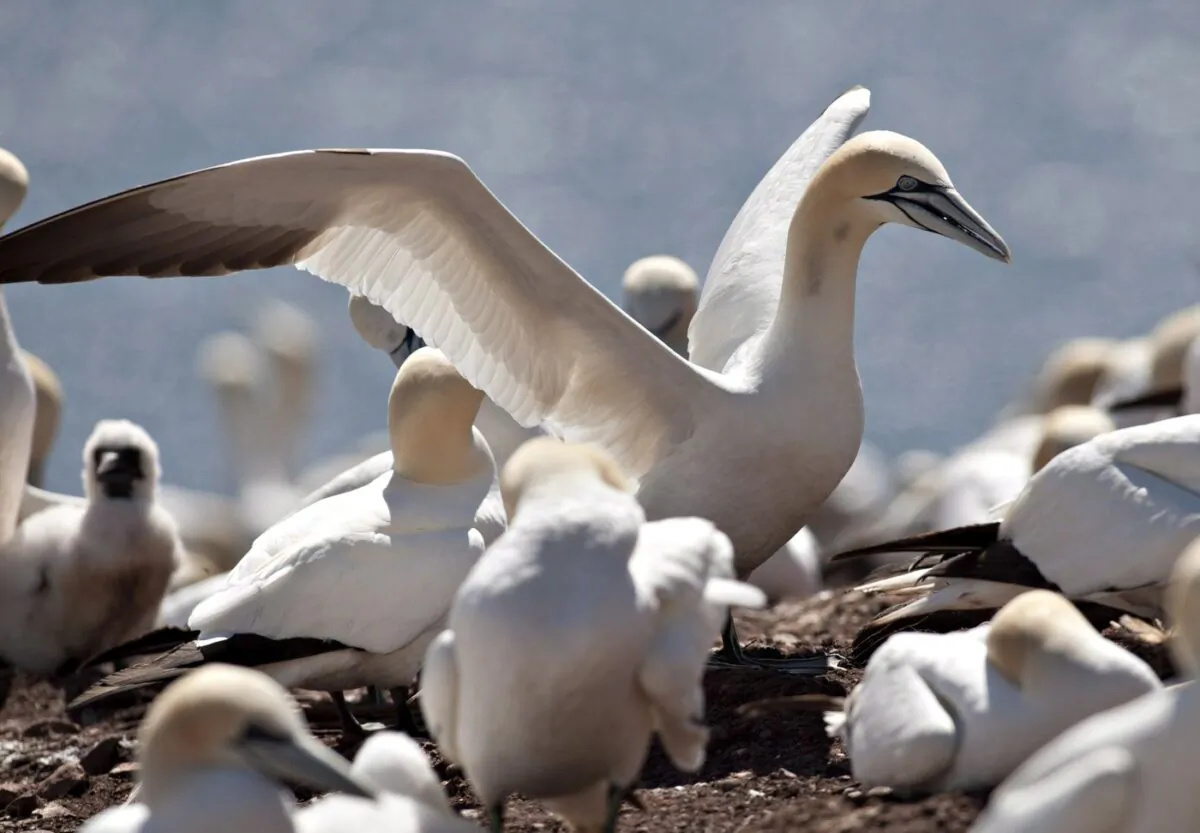 Gannets are shown on their nesting grounds July 25, 2012, on Île Bonaventure in Quebec. (The Canadian Press/Jacques Boissinot)