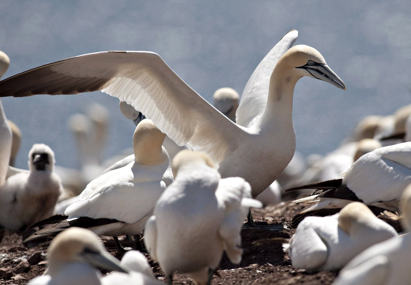 Strain of Highly Pathogenic Avian Influenza Kills Thousands of Birds in Quebec - Vimarsana News