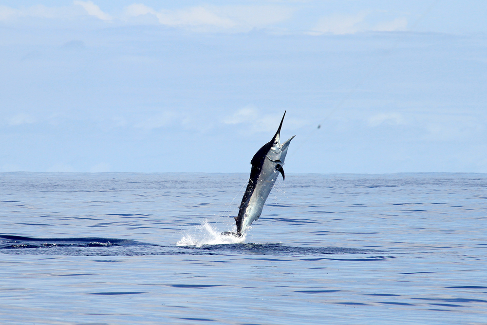 Gros, noir, marlin, vers le ciel