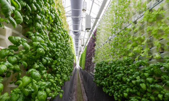Give Much – If, Frankly, Any – Thought to Vertical Farming?