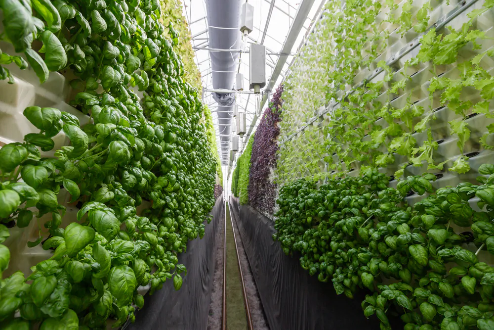 In 2020, the value of the vertical farming market checked in at $3.24 billion and, by 2030, was expected to hit $24.11 billion. (ShutterStock)