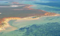 Largest Plant in the World Has Been on the Planet for Over 4,000 Years