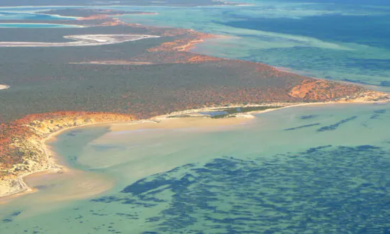 Largest Plant in the World Has Been on the Planet for Over 4,000 Years