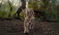 Film Review: ‘Deep in the Heart’: An Epic Nature Documentary the Size of Texas