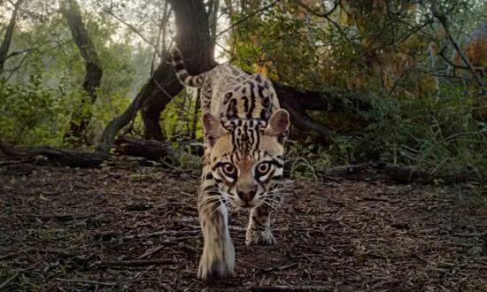 Film Review: ‘Deep in the Heart’: An Epic Nature Documentary the Size of Texas
