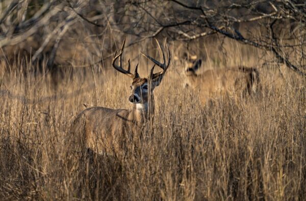 Deadly Deer Disease Identified