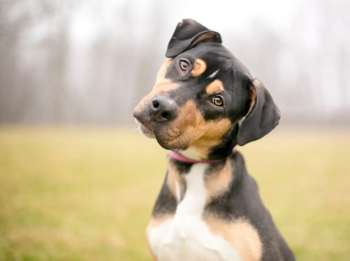 CDV is highly contagious to many carnivores, including dogs, ferrets, cats, raccoons, coyotes, foxes, lions, tigers, sea lions and others. (Mary Swift/Shutterstock)