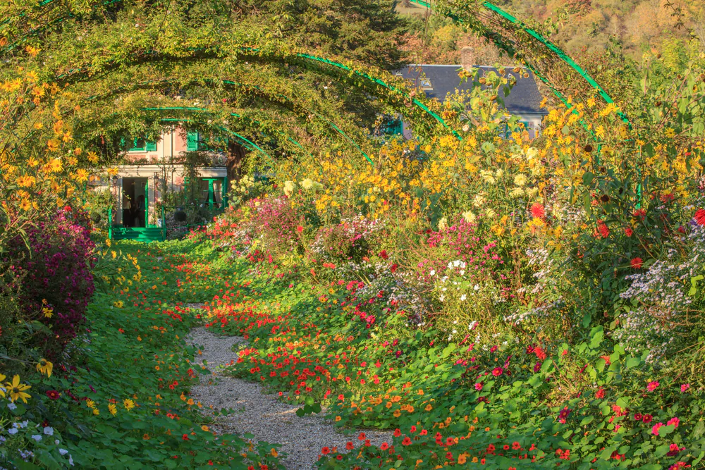 Nasturtiums are remarkably good at deterring aphids from neighboring plants such as beans. (andre quinou/Shutterstock)