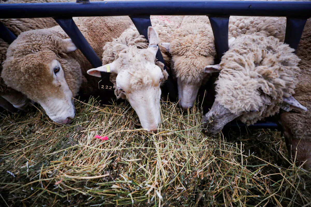 Sheep eat in their enclosure at the Iowa State Fair in Des Moines, Iowa, on Aug. 11, 2019. (Brian Snyder/Reuters)
