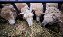 US Sheep Herders Sue Employers for Cartel-Like Wage Suppression