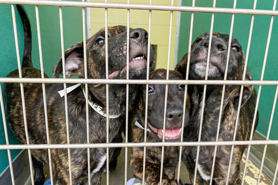 Soaring Cost of Living Causes Spike in Number of Pets Being Abandoned, Surrendered to Shelters