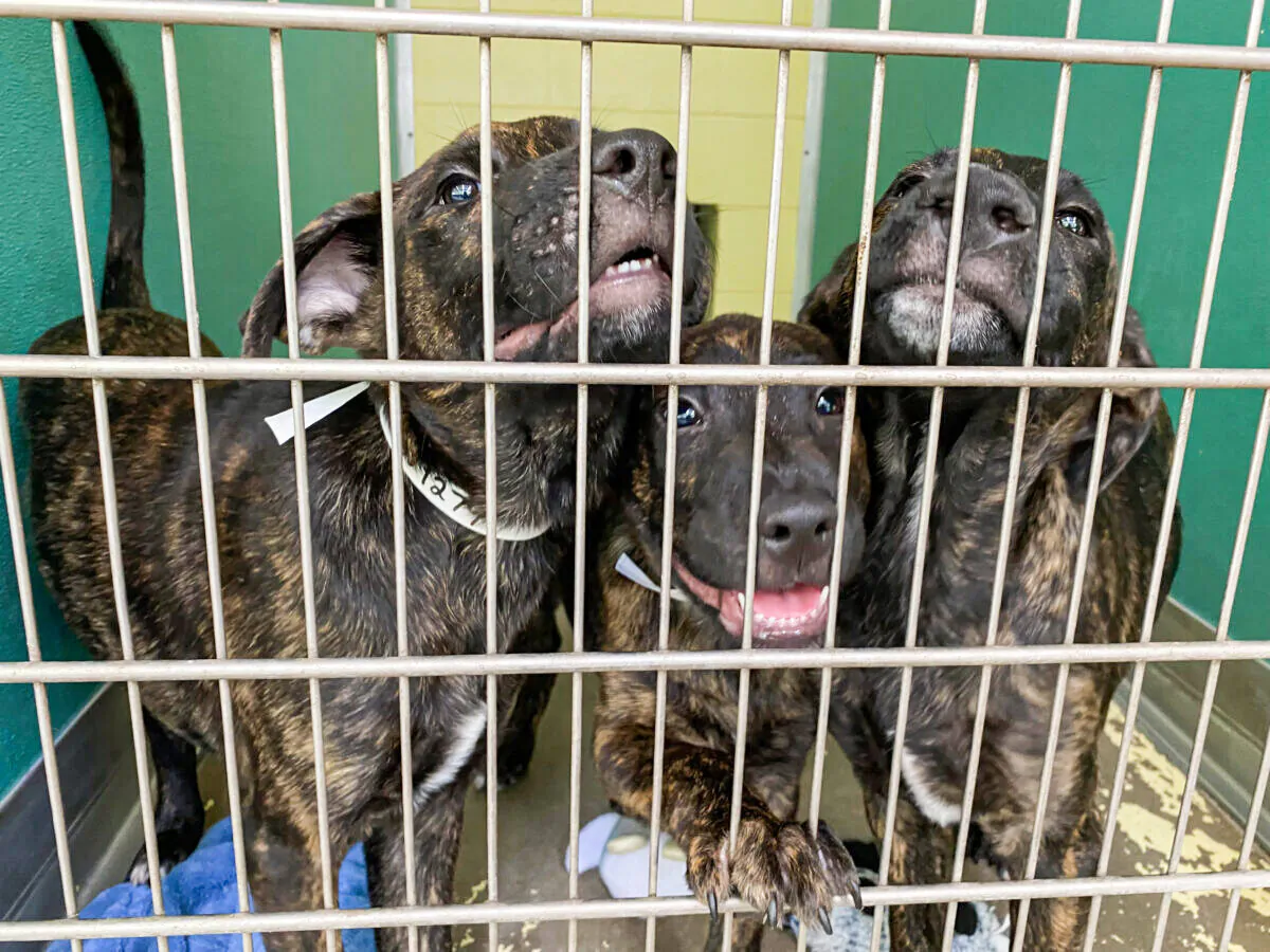 Vergil, Morgan and Wyatt Earp, three-month-old puppies available for adoption at the Humane Society of the Nature Coast in Brooksville, Florida. (Patricia Tolson/The Epoch Times