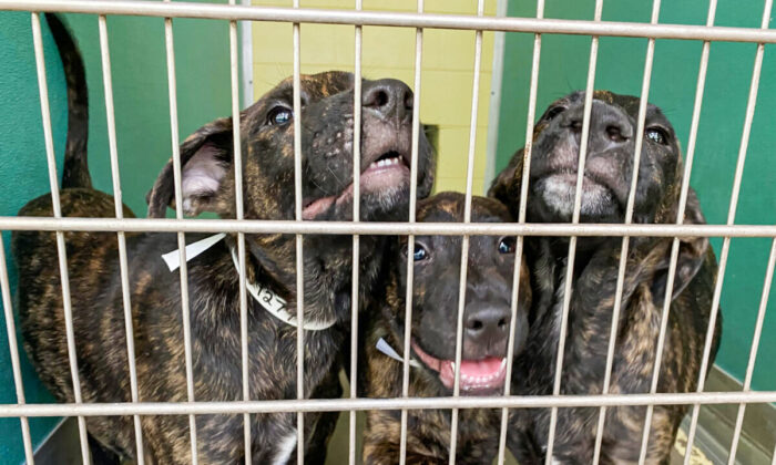 Vergil, Morgan and Wyatt Earp, three-month-old puppies available for adoption at the Humane Society of the Nature Coast in Brooksville, Florida. (Patricia Tolson/The Epoch Times