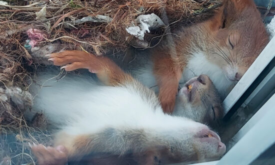 Photos: German Photographer Spots Cutest Baby Squirrels Napping on Windowsill