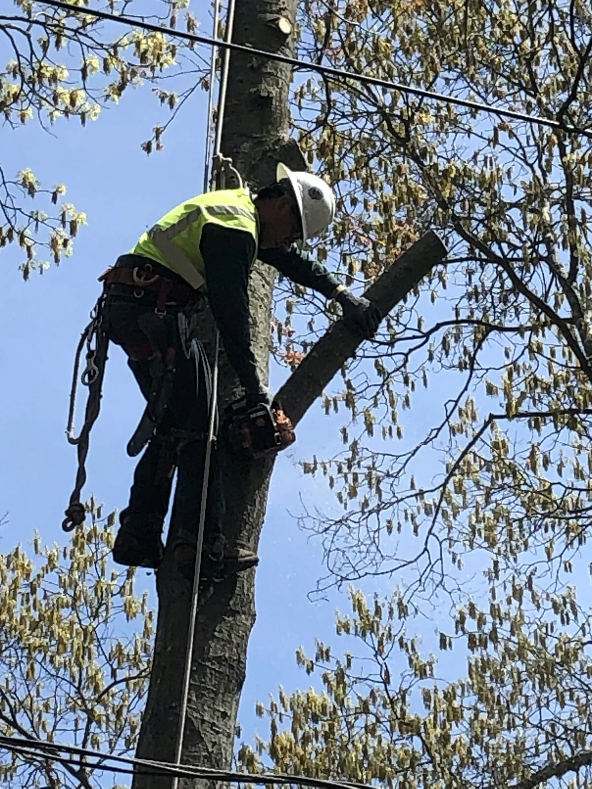 Rene Funeze moving the top portion of an oak tree whose limbs, twigs and branches were hanging over power lines. (Jerry Zezima/TNS)