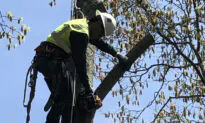 A Brave Grandfather Branches Out