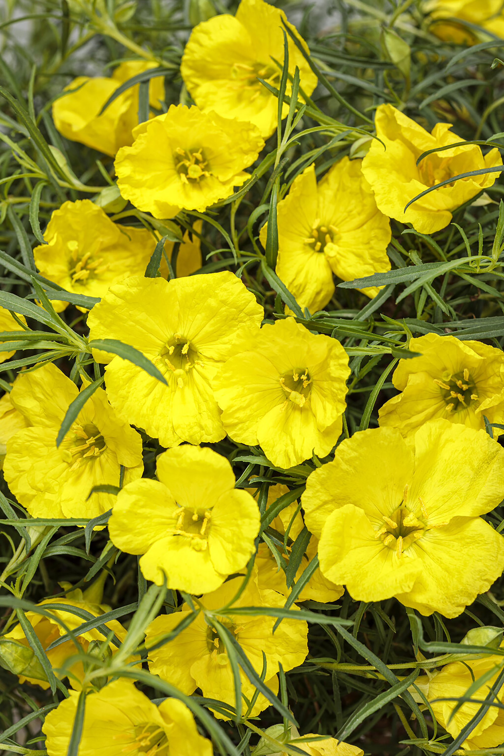 LIFE-HOME-ONGARDENING-3-MCT