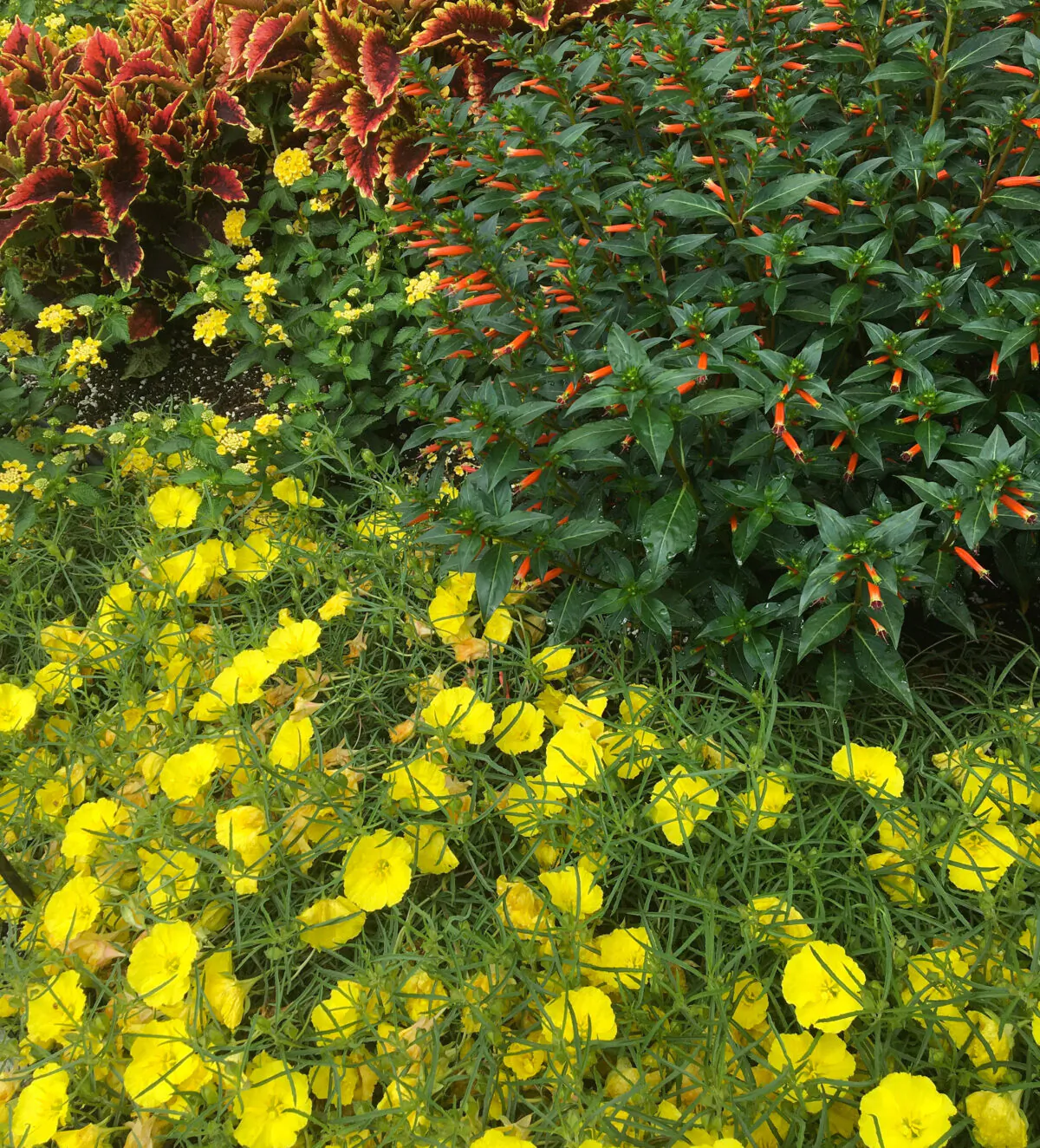 The Ladybird Lemonade is an idyllic groundcover in this setting with Vermillionaire cuphea, Luscious Citron lantana and ColorBlaze El Brighto coleus. (Norman Winter/TNS)