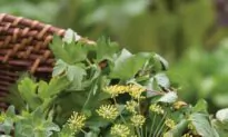 Plant an Herb Garden
