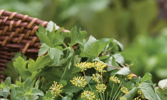 Plant an Herb Garden