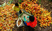 How Brazil Is Saving the World From a Catastrophic Food Crisis