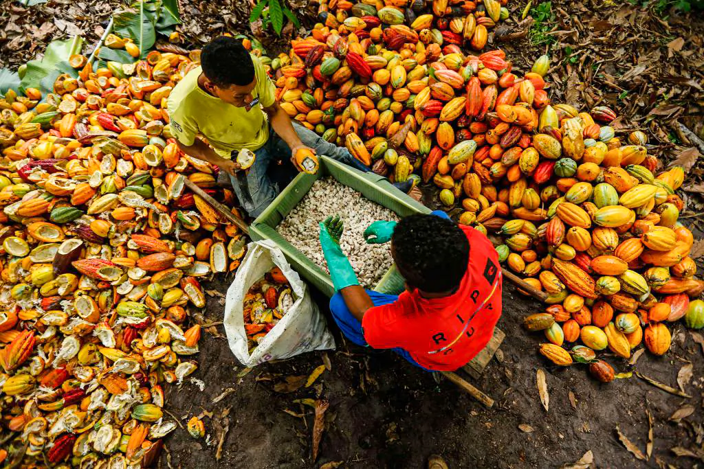 Brazilian farm workers cut cocoa fruits at the Altamira farm in Itajuípe, Bahia, Brazil, on Dec. 13, 2019. (Rafael Martins/AFP via Getty Images)