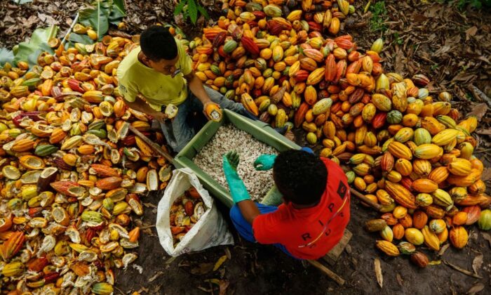 Brazilian farm workers cut cocoa fruits at the Altamira farm in Itajuipe, Bahia state, Brazil, on Dec. 13, 2019. (Rafael Martins/AFP via Getty Images)