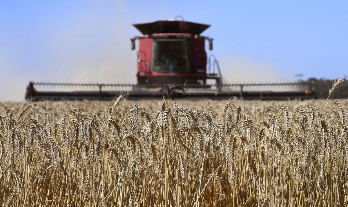 A photo taken shows a field of wheat being harvested on a farm near Inverleigh, Australia, on Jan. 12, 2021. (William West/AFP via Getty Images)