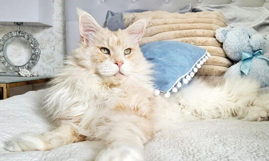 Meet ﻿Lotus, the Majestic 22-Pound Maine Coon Cat Who Is 'Everything' to His Owner