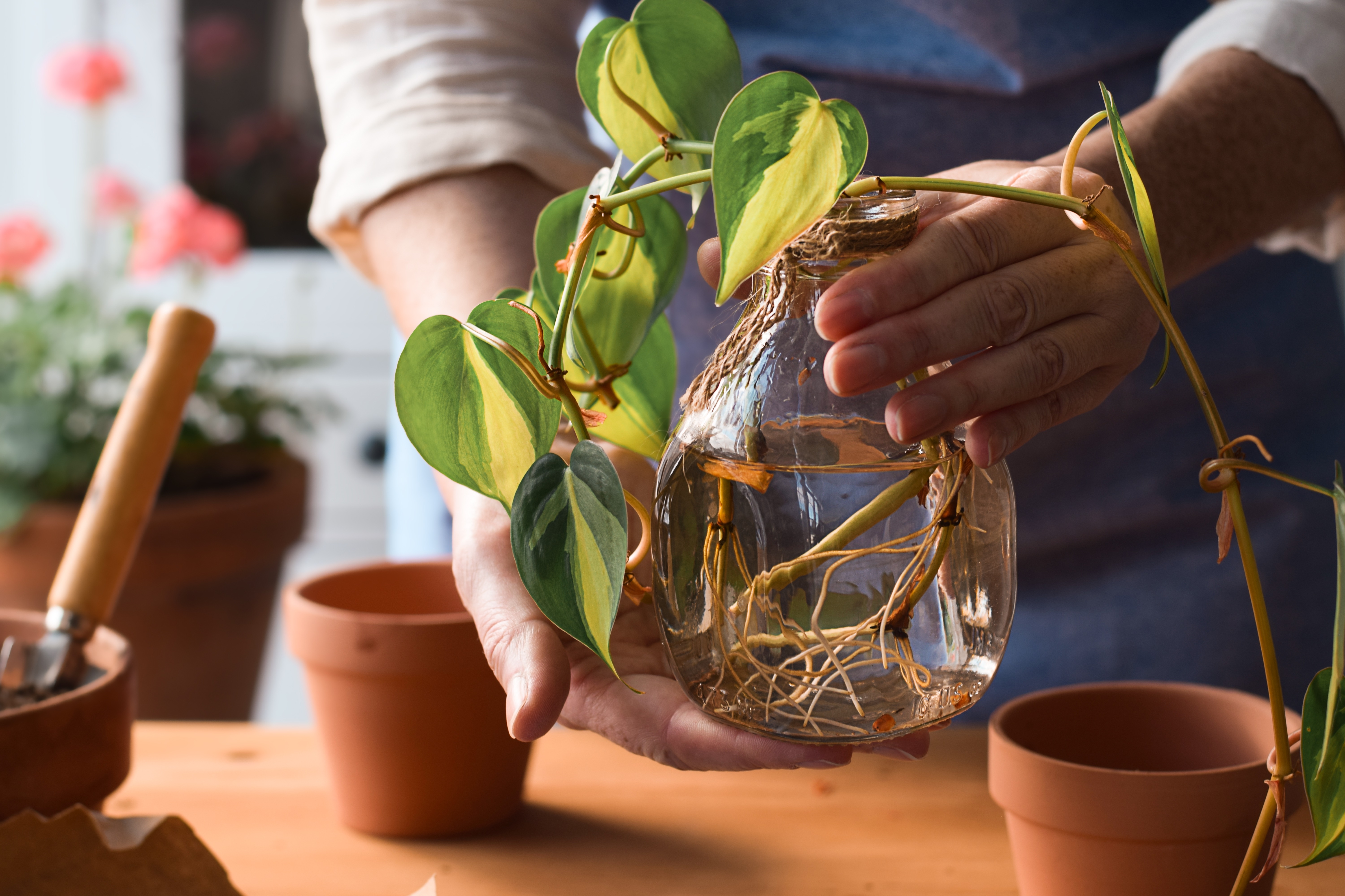 Woman holding jar with pothos plant cuttings with roots ready to be planted