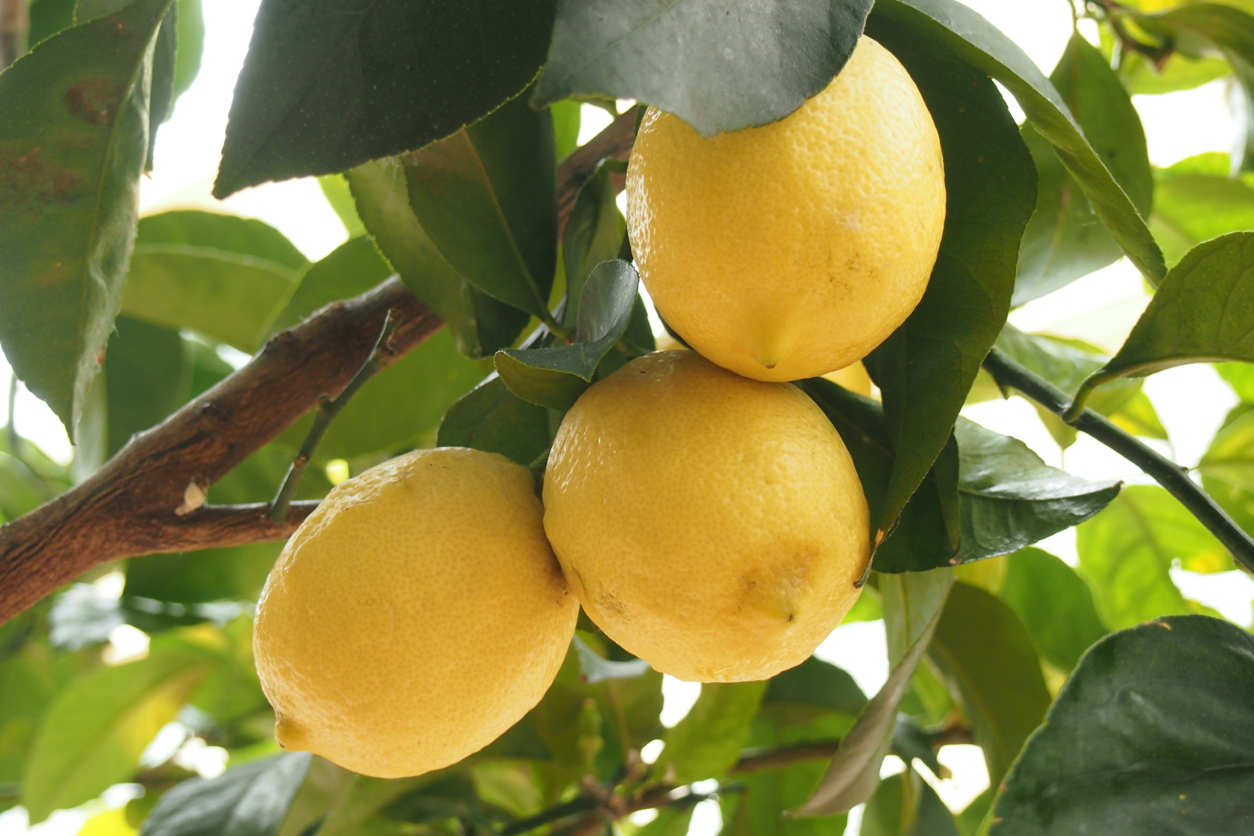 lemons on a lemon tree