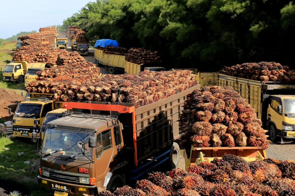 Trucks with palm oil fresh fruit bunches queue for unloading at a factory in West Aceh, Indonesia, on May 17, 2022. (Antara Foto/Syifa Yulinnas/ via Reuters)