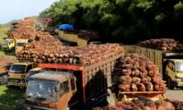Indonesia to Cut Maximum Combined Palm Oil Export Tax and Levy: Trade Minister