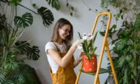The Therapeutic Effects of Houseplants