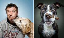 Funny Photos of Dogs Catching Flying Treats—Check Out Their Comical Expressions